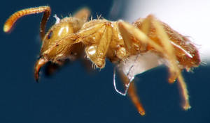 Lasius flavus - Profil