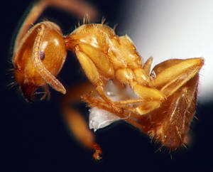 Lasius flavus - Profil