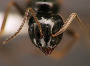 Lasius fuliginosus - Face