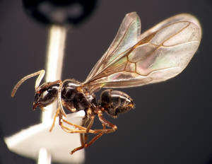 Lasius fuliginosus - Profil
