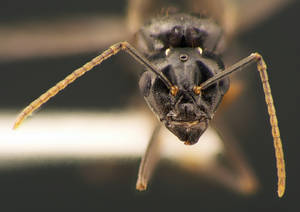 Lasius fuliginosus - Face