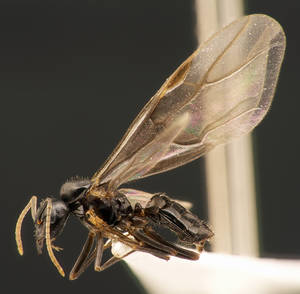 Lasius fuliginosus - Profil