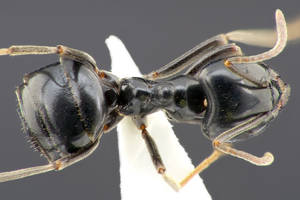 Lasius fuliginosus - Dessus