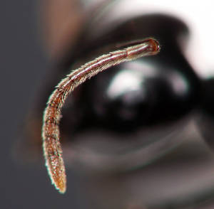 Lasius fuliginosus - Funicules