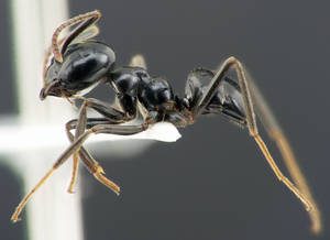 Lasius fuliginosus - Profil