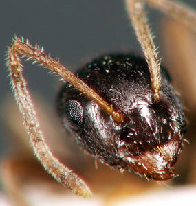 Lasius platythorax - Vue taxonomique