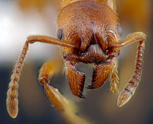 Manica rubida - Vue taxonomique