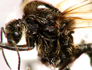 Messor capitatus - Profil thorax