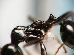 Messor capitatus - Profil thorax