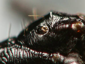 Messor capitatus - Spiracle