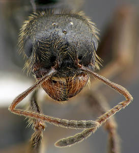 Messor structor - Vue taxonomique