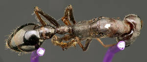 Myrmecia forceps - Dessus