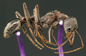 Myrmecia forceps - Profil