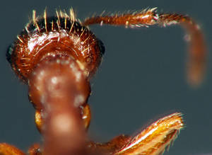 Myrmica ruginodis - Vue taxonomique