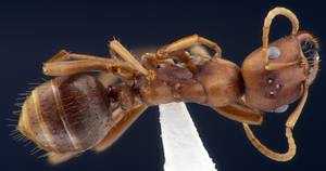 Polyergus rufescens - Dessus