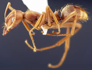 Polyergus rufescens - Profil