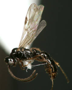 Ponera coarctata - Profil