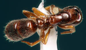 Ponera coarctata - Dessus