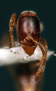 Ponera coarctata - Face