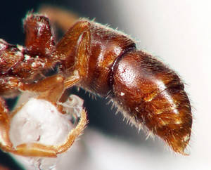 Ponera coarctata - Gastre