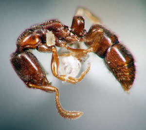 Ponera coarctata - Profil