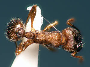 Tetramorium caespitum - Dessus