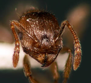 Tetramorium caespitum - Vue taxonomique