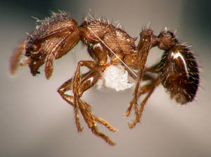 Tetramorium caespitum - Profil