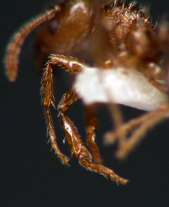 Tetramorium caespitum - Tarse